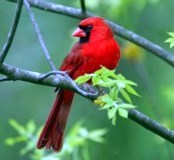 Obituary of Phyllis Stone