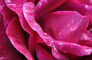 Obituary of Lillie Dale Korlath