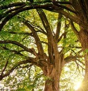 Obituary of Lee Parker