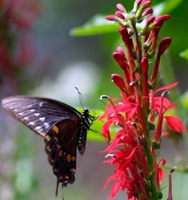 Obituary of Linda L. Murphy Barthelmess