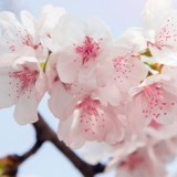 Obituary of Connie Lee Green