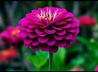 Obituary of Sallyanne Bartosik Gibson