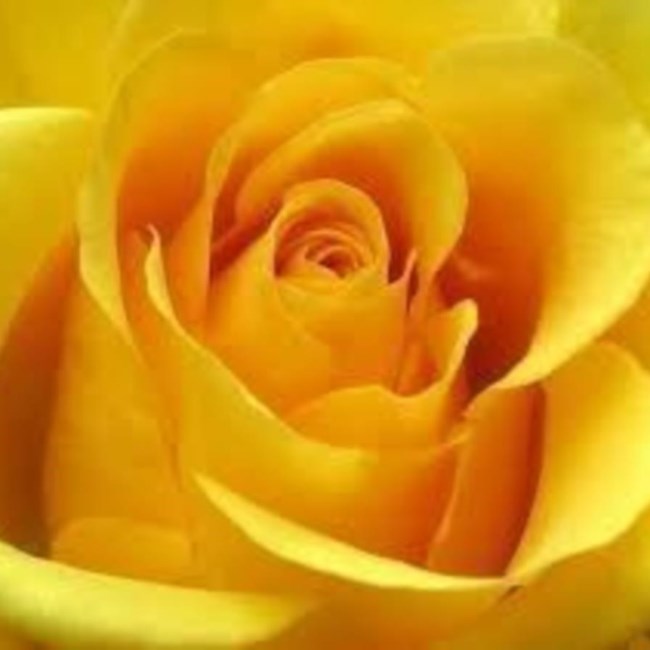 Obituary of Marjorie Joan Price