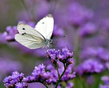 Obituary of Marcella Jeanne Jensen