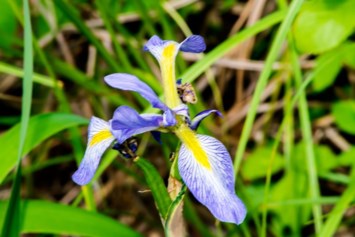 Avis de décès de Ruth Elizabeth Kelly