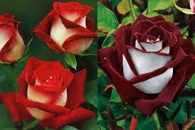 Obituary of Carol Hemminger