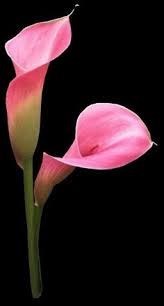 Obituary of Louise Rose Luni