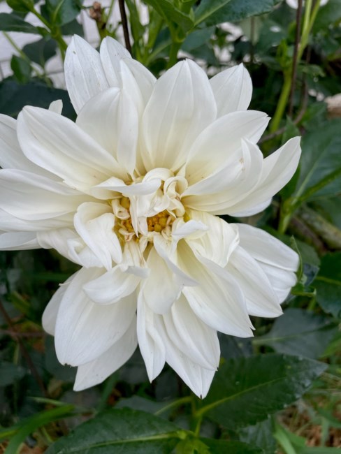 Obituary of James Whitenton