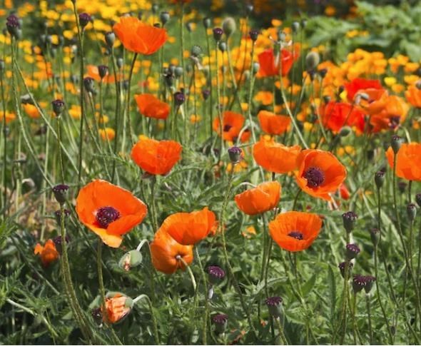 Obituary of Denise Diane Findlay