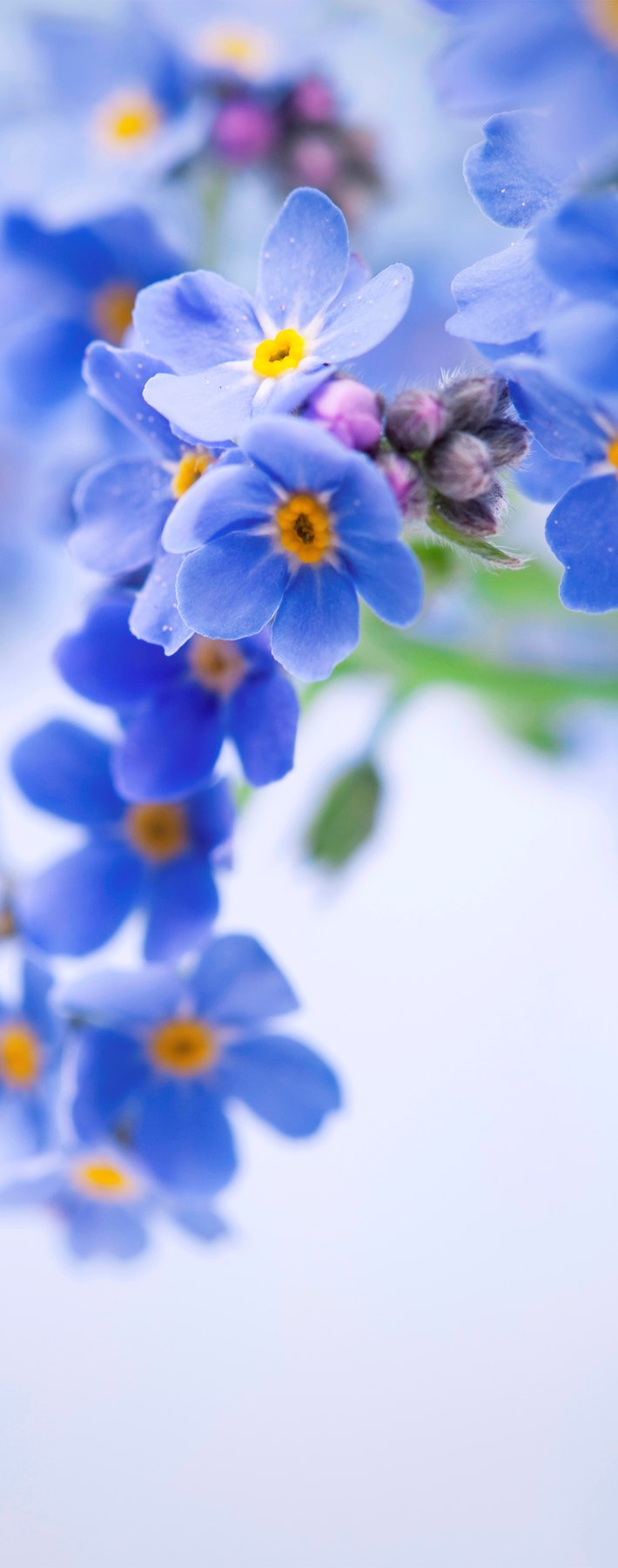 Obituary of Masako Meister
