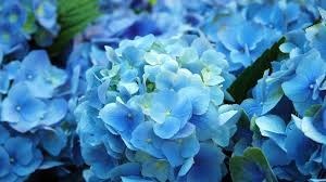 Avis de décès de Layne O'Nora Bales