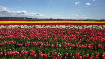 Obituary of Sue Ellen Pettit