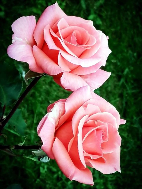 Obituary of Marcella "Granny" Williams