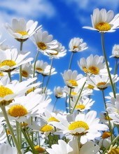 Obituario de Randall Lindsey Craig