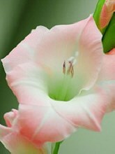 Obituary of Joan Class Riley