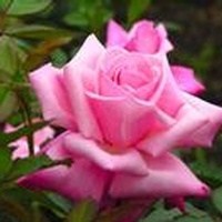 Obituary of Laura M. Watkins
