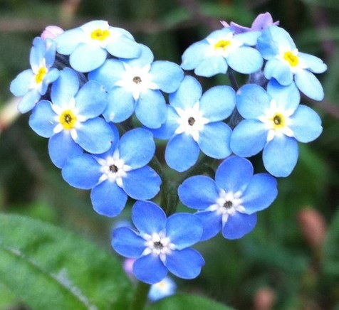 Obituary of Janet Elaine Daniels