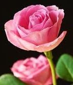 Obituary of Sandra Elaine Neil