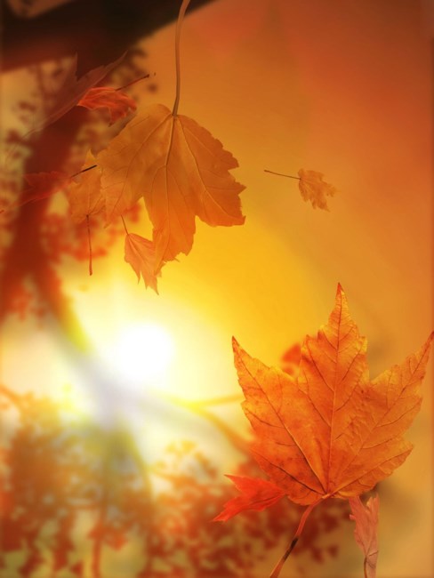 Obituary of Jose Cervantes - Chavez