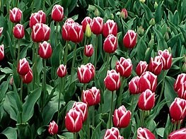 Obituary of Launa Marie Elkins