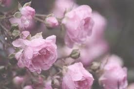 Obituary of Anita Elizabeth Lewis