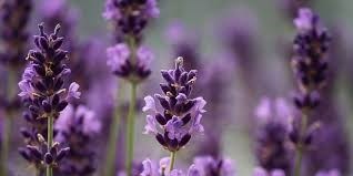 Obituary of Juanita Session Rowe