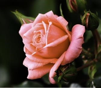 Obituary of Patricia K. Hamilton