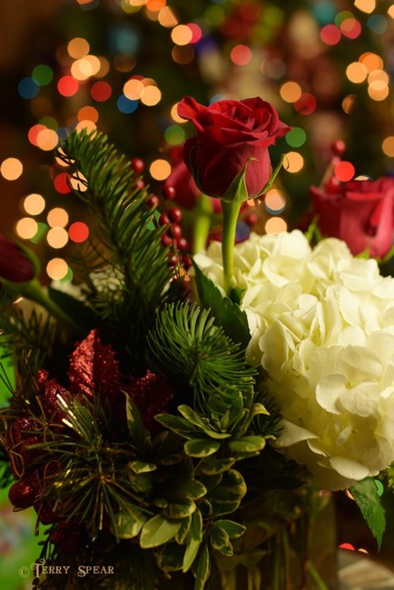 Obituario de Deborah Catherine Harrison