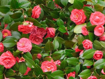 Obituary of Camellia Grace Hoang