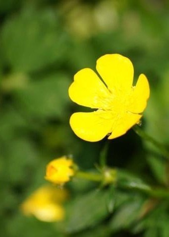 Obituary of Lai Si Alice Chiu