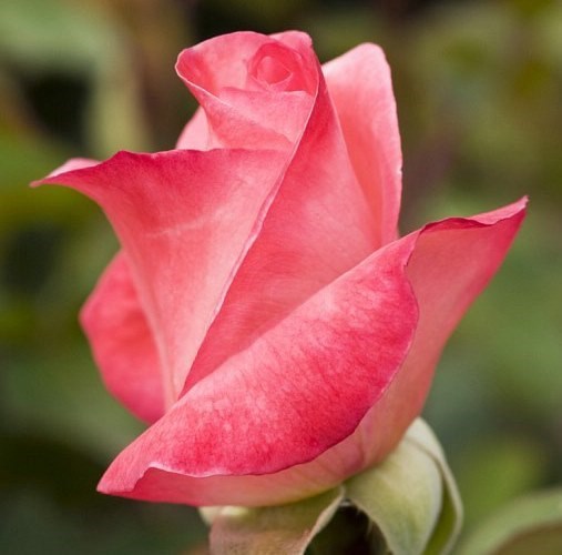 Obituary of Elsie Bernice Allen