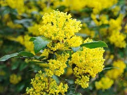 Obituary of Guy K. Waggoner