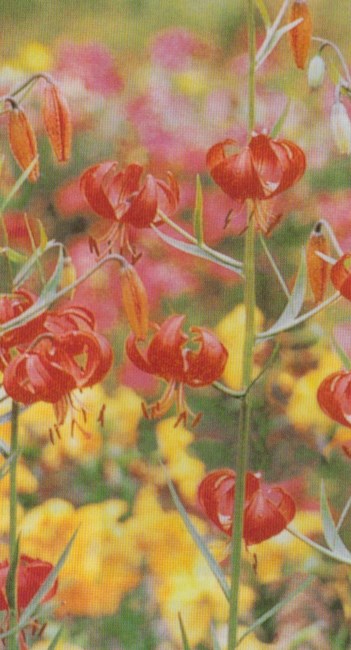Obituary of Yolanda Krocheski