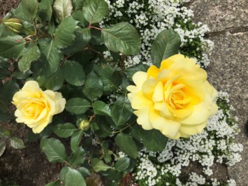 Obituary of Michael Lee Robotham