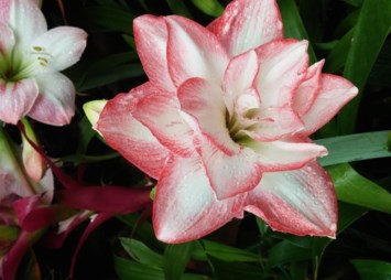 Obituary of Diana Melehaulani Carroll