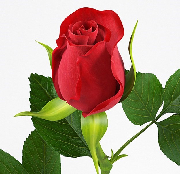 Obituary of Antonia Mayorga