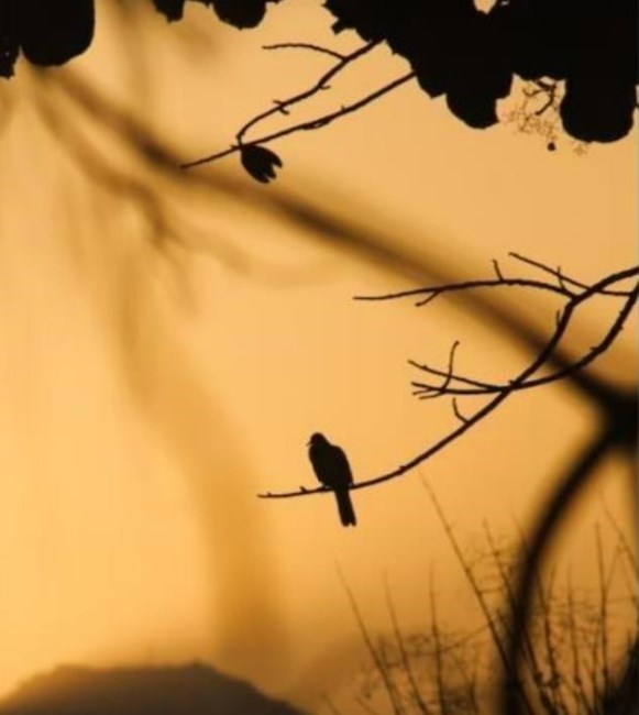 Obituary of Dianne Reynolds Teverbaugh