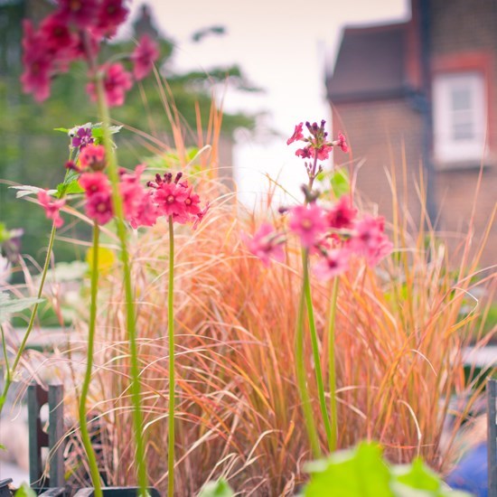 Obituario de Sharon Katherine Coe