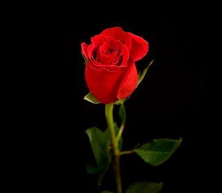 Obituary of Margaret Jane Kennedy