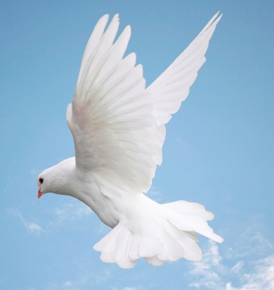 Obituary of Stephen Beck