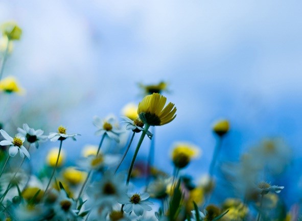 Obituary of Arlene M. Anderson