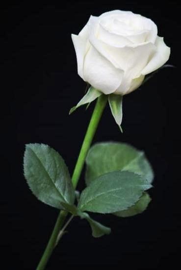 Obituary of Laura L. Hare