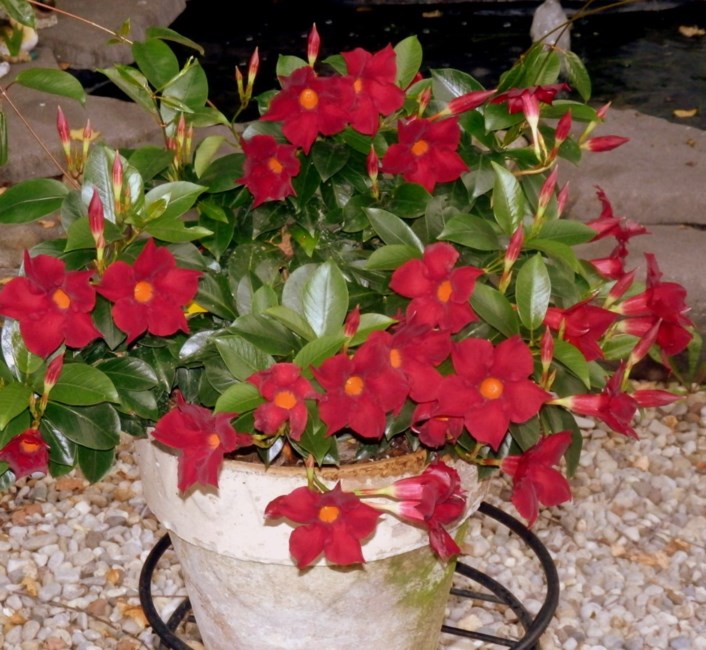 Obituary of Ronald Dale Dawson