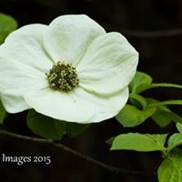 Obituary of Bonnie Lois Compton