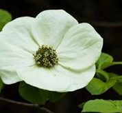 Obituary of Bonnie Lois Compton