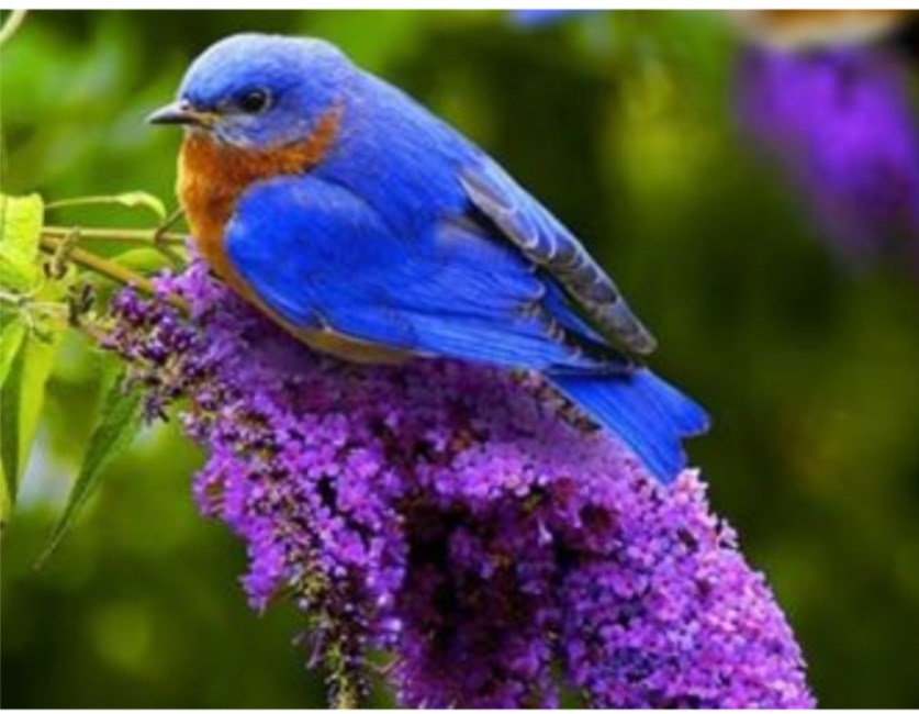 Obituary of Marjorie Jennine CONDON