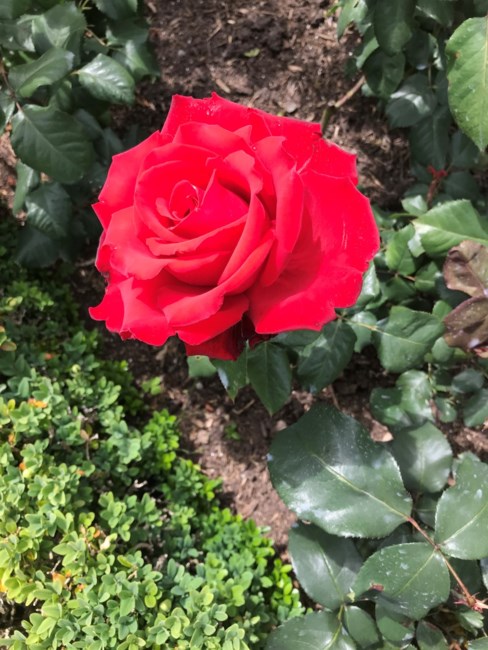 Obituary of Truong Giang Nguyen