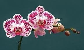 Obituary of Ruby Berry Summers