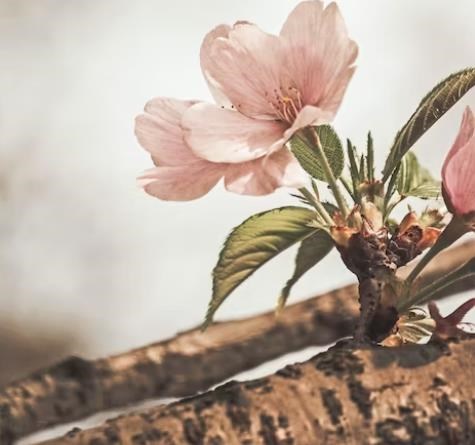 Avis de décès de Lorene M. Goodwin