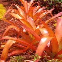 Obituary of Frank Lo Schiavo